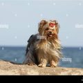 Protecting Yorkshire Terriers from Heatstroke