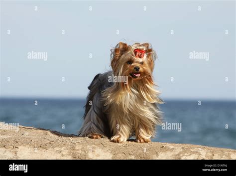 Protecting Yorkshire Terriers from Heatstroke