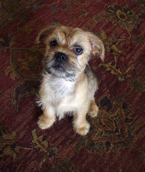 Pug And Yorkie Mix Puppies