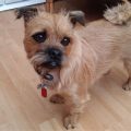 Pug Cross Yorkshire Terrier