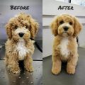 Puppy Cut