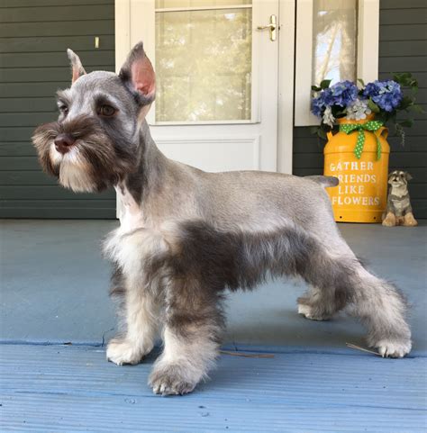 Puppy Cut Schnauzer