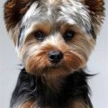 Puppy Cut Yorkie Pictures