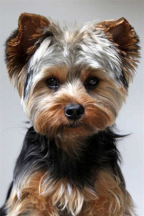 Puppy Cut Yorkie Pictures