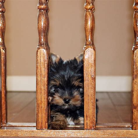 Puppy proofing for Yorkies