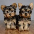 Purebred Tiny Yorkie Puppies