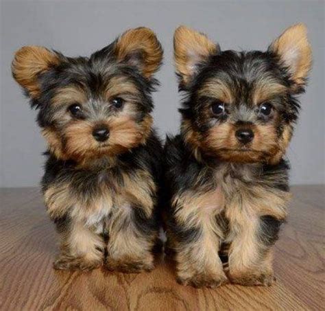 Purebred Tiny Yorkie Puppies