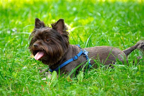 Rare Chocolate Yorkie