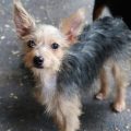 Rat Terrier And Yorkie Mix