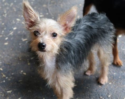 Rat Terrier And Yorkie Mix