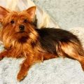 Red Yorkie