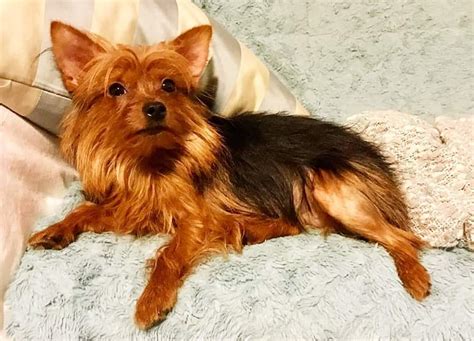 Red Yorkie