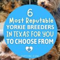 Reputable Yorkie Breeders