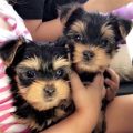 Reputable Yorkie Breeders Near Me