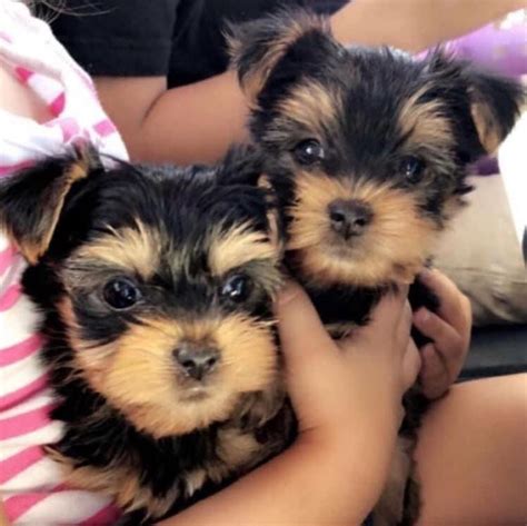 Reputable Yorkie Breeders Near Me