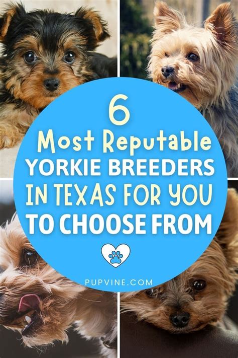 Reputable Yorkie Breeders