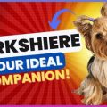 Reveal Yorkshire Terrier Secrets