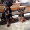 Rottweiler Yorkie Mix Puppies