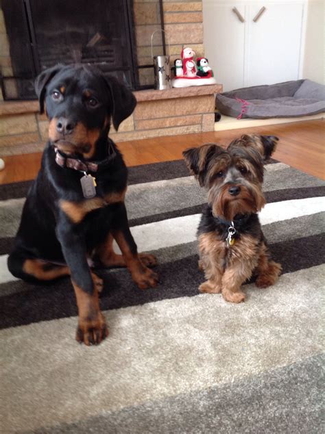 Rottweiler Yorkie Mix Puppies