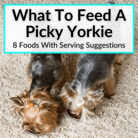 Safe Herbs for Yorkie Food