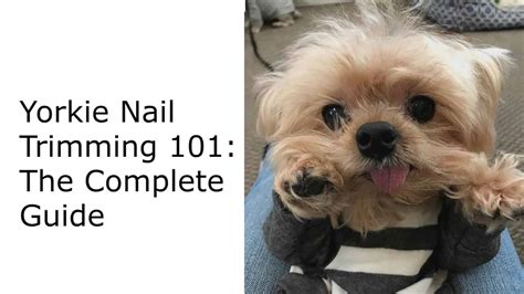 Safe Nail Trimming Guide for Yorkies