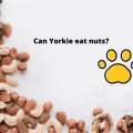 Safe Nuts for Yorkies