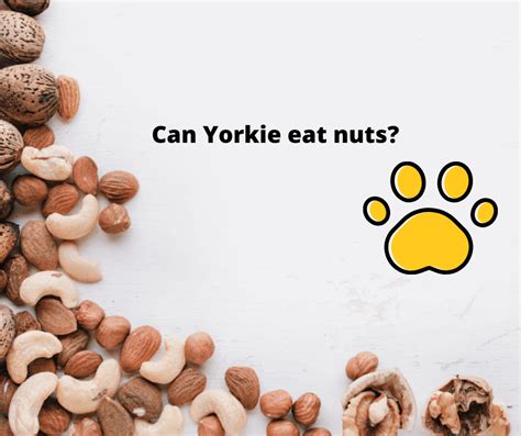 Safe Nuts for Yorkies