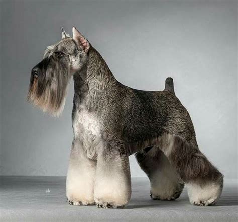 Schnauzer Haircut For Comparison