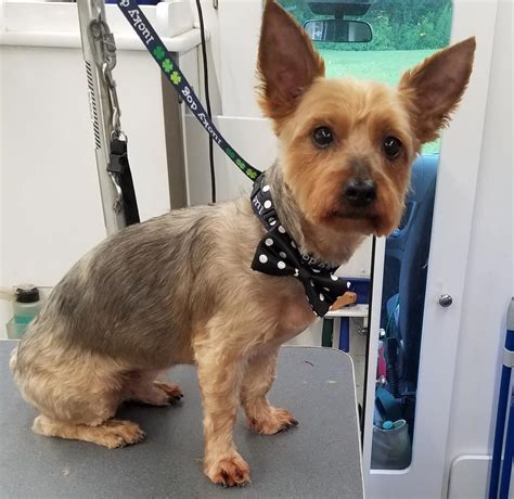 Scottie Yorkie Mix Puppies