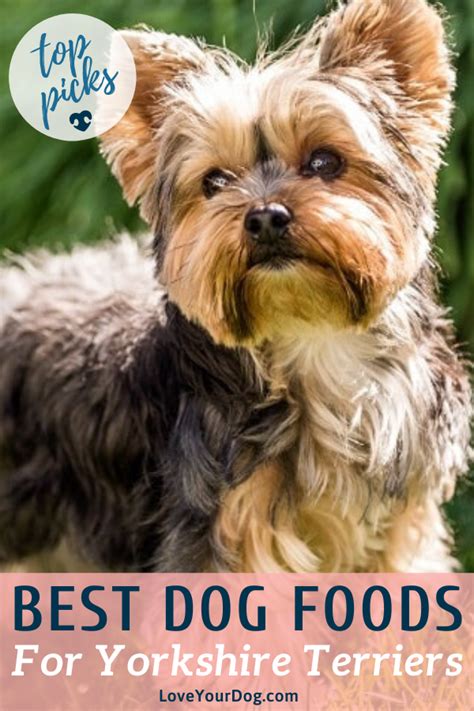 Senior Yorkie Nutrition Guide