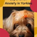 Separation Anxiety In Yorkies: Complete Guide