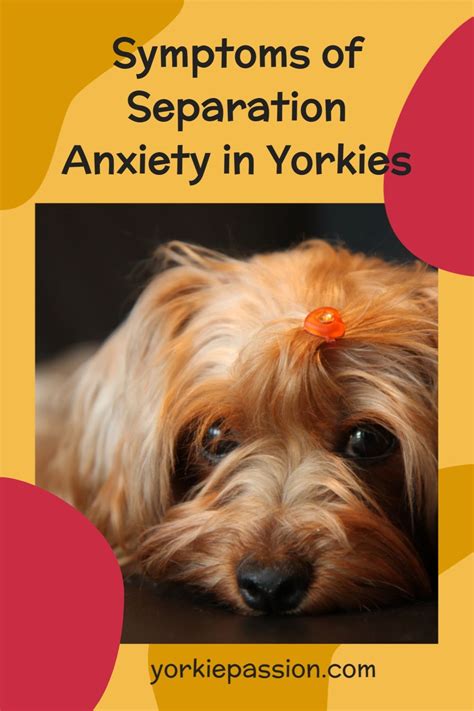 Separation Anxiety In Yorkies: Complete Guide