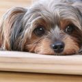 Separation anxiety in Yorkies