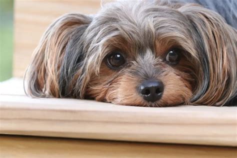 Separation anxiety in Yorkies