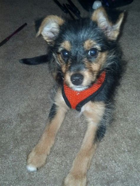 Sheltie Yorkie Mix Puppy