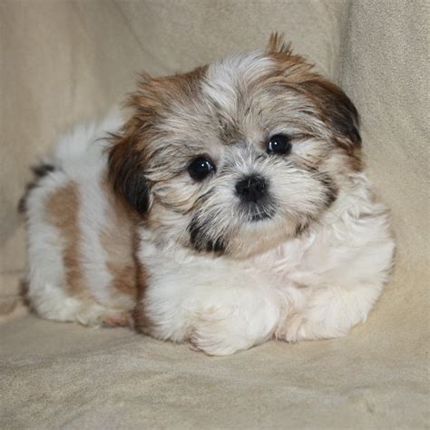 Shih Poo Mixed With Yorkie