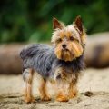 Shih Tzu And Yorkie Mix Price