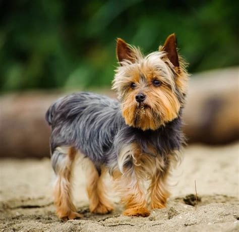 Shih Tzu And Yorkie Mix Price