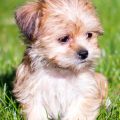 Shih Tzu Mixed With Yorkie Terrier