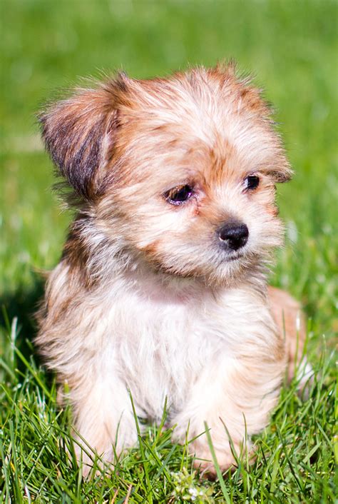 Shih Tzu Mixed With Yorkie Terrier