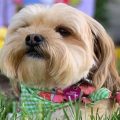 Shorkie Shih Tzu Yorkie Mix