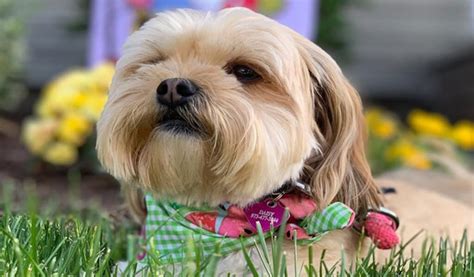 Shorkie Shih Tzu Yorkie Mix