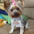 Short Cuts For Yorkies