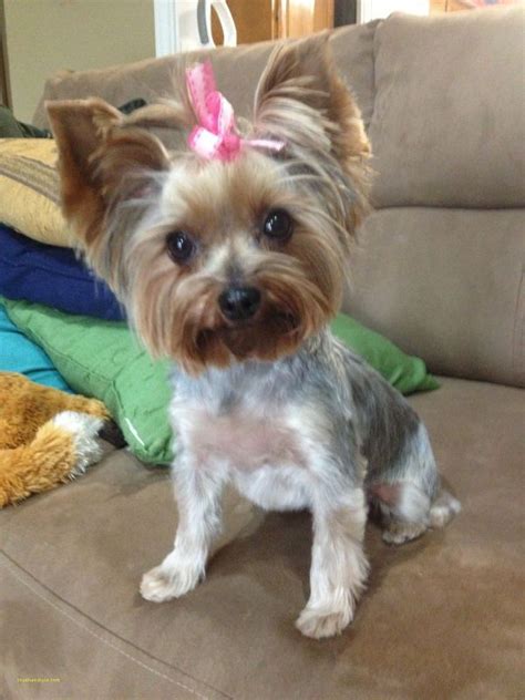 Short Cuts For Yorkies