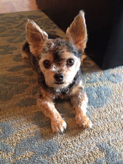 Short Hair Chorkie Puppies