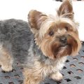 Short Haired Yorkie Poo