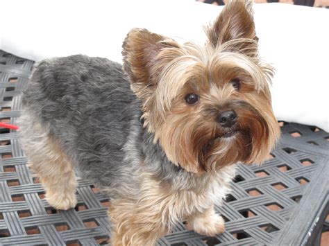 Short Haired Yorkie Poo