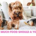 Should Yorkies Eat Organic?