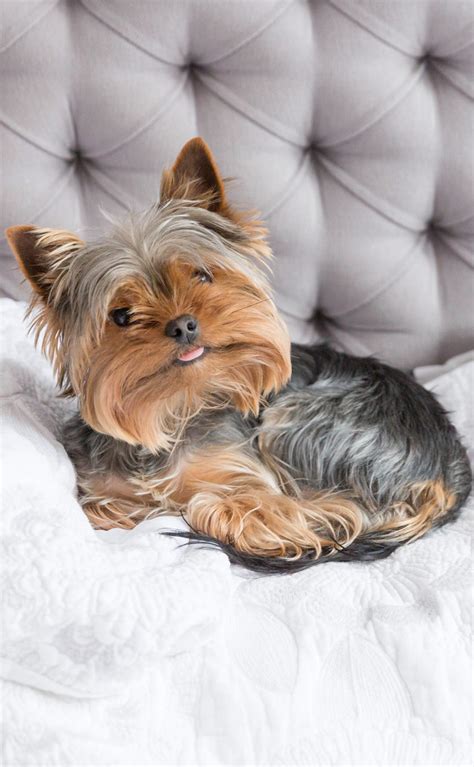 Should Your Yorkie Sleep In Your Bed?