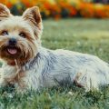 Show Dog Yorkshire Terrier